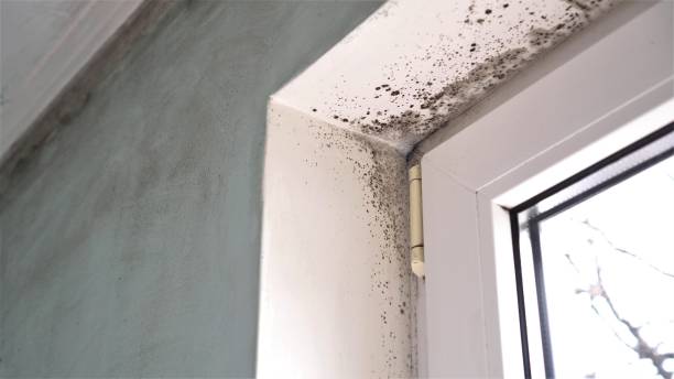 Best Toxic Mold Removal  in Caddo, OK