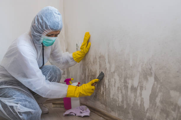Best Mold Removal Company Near Me  in Caddo, OK