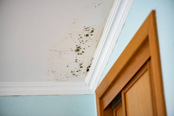 Best Mold Cleaning Services  in Caddo, OK