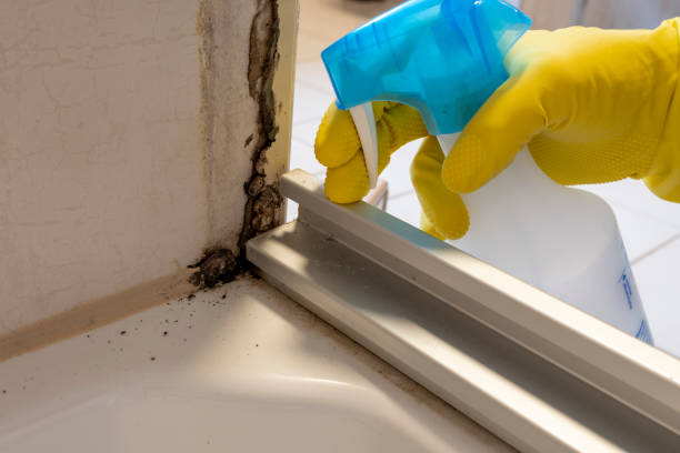 Reliable Caddo, OK Mold Removal Solutions