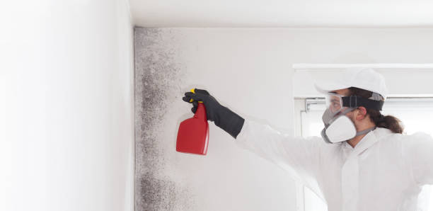 Best Best Mold Removal Companies  in Caddo, OK