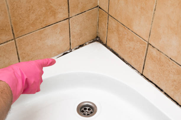 Best Same-Day Mold Removal  in Caddo, OK